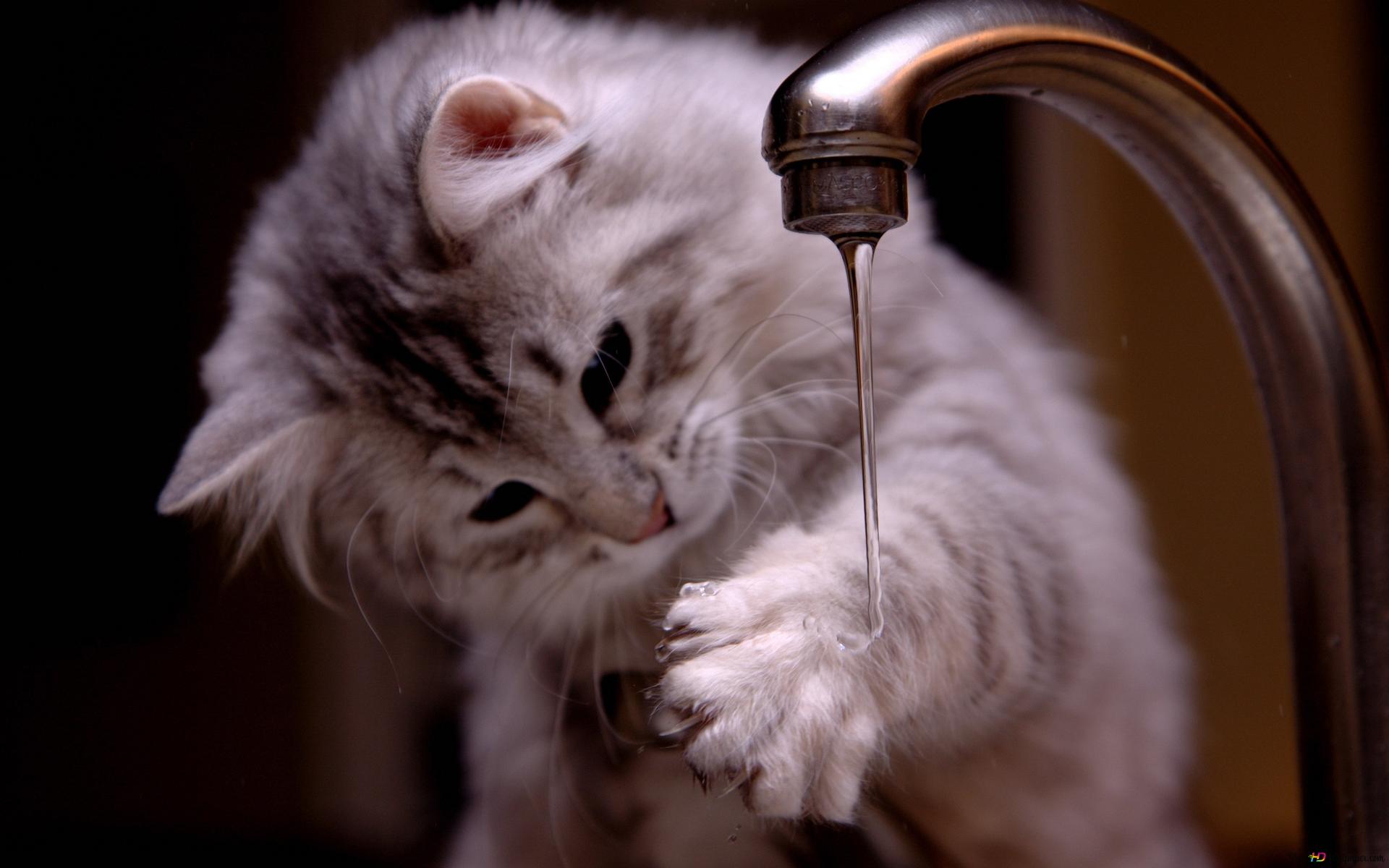 kucing